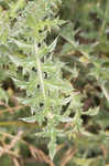 Spiny plumeless thistle